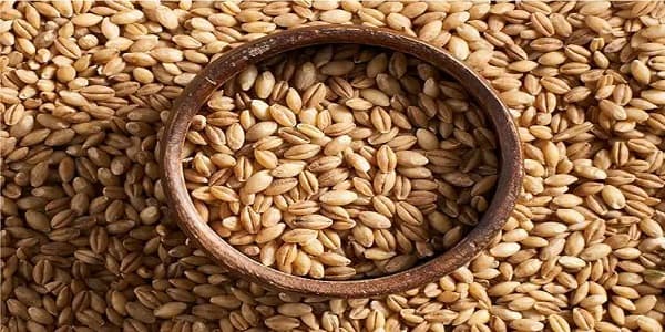 تصویر 4 از قیمت دانه جو دوسر + خرید باور نکردنی